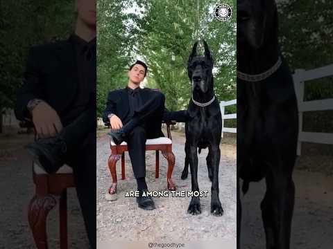 Great Dane 🐶 The Truth Behind Their Massive Size!