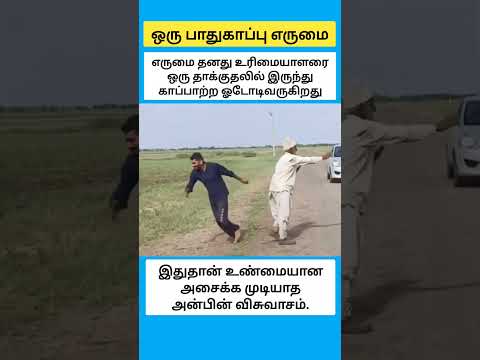 உடைக்க முடியாத விசுவாசம். #shorts