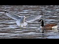 Seagulls Geese And Ducks On The Ice
