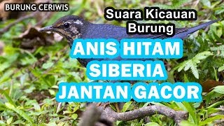 Download lagu SUARA KICAUAN BURUNG ANIS HITAM JANTAN ATAU ANIS SIBERIA JANTAN DI ALAM LIAR MERDU, BERVARIASI mp3