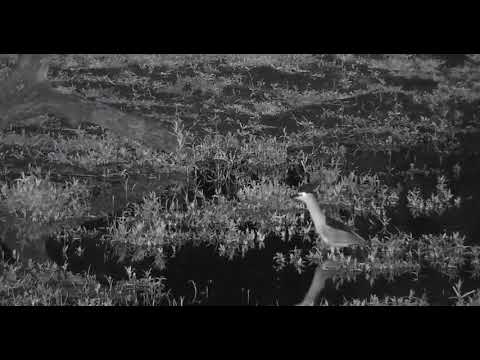 Black crowned  night Heron (zoom)