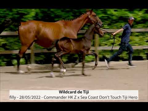 Wildcard de Tiji