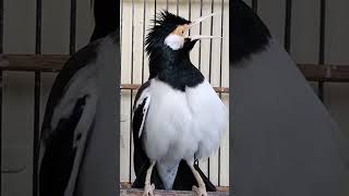 Download lagu ada ada sja jalak suren suara belalang tonggeret mp3