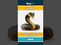 serpent (noun) - definition and usage in English