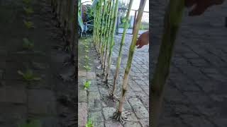 Download lagu Tanam jagung di paving block #shorts mp3
