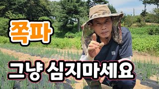 쪽파 그냥 심지 마세요!  비쌀때 싸게 파는 것도 능력다! 진작에 심을걸