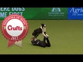 Heelwork To Music - International Freestyle Competition Part 2/3 | Crufts 2017