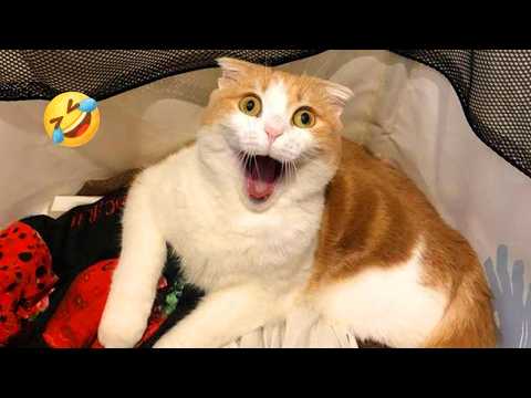 Funniest Cat Videos of All Time 🐱😂 — Can You Watch Without Laughing? 🐈 #5