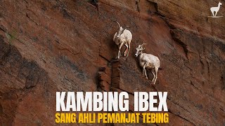 Download lagu Kambing Ibex: Maestro Pemanjat Tebing, Penantang Gravitasi mp3 Download lagu Kambing Ibex: Maestro Pemanjat Tebing, Penantang Gravitasi mp3