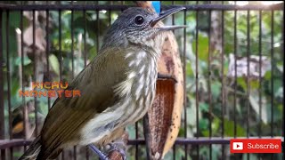 Download lagu Pancingan bunyi burung bayeman Ampuh! mp3 Download lagu Pancingan bunyi burung bayeman Ampuh! mp3