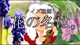 君の名は。（花クイズ）