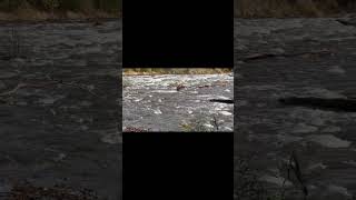 Der Buchkaffee ist fertig - Nachkriegskind - Erinnerungen, Gedanken, Kurzgeschichten