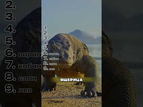 Они выдерживают яд змеи, но не все #животные #мойкаживотных