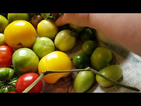 Tomattips, 23 Låta tomater eftermogna