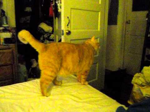 CAT'S  PLAYING  W  DIANE