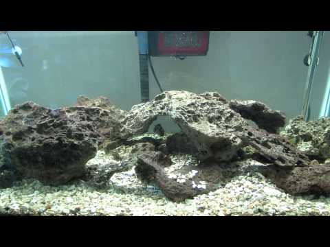 20) African Cichlid Tank Update