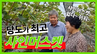 당도 높은 샤인 머스켓 농가를 방문했습니다. 어떻게 농사 지었는지 들어봤습니다.
