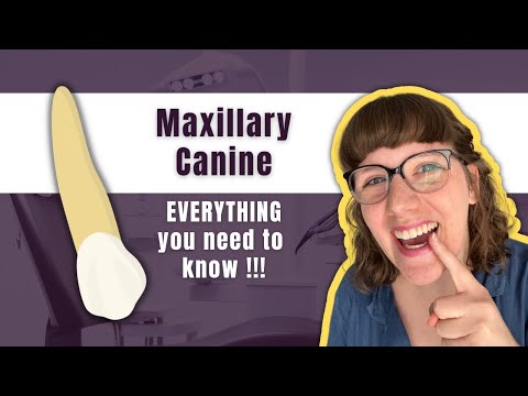 Maxillary Canine | The Definitive Tooth Anatomy Study Guide for Dental Students