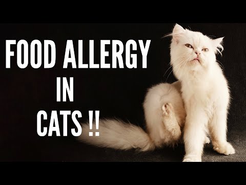 Taking Care Of Your Cat With Food Allergies | Best Hypoallergenic Cat Food To Buy !!