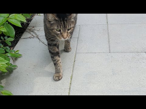 Walking in Montréal with my cat, Māo