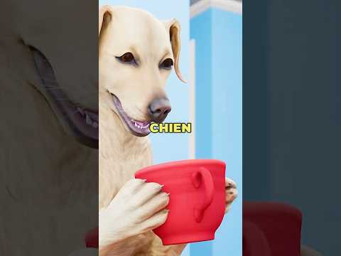 Comment les chiens boivent de l'eau 🐕