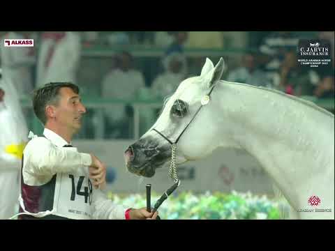 N 148 EXCALIBUR EA   World Arabian Horse Championship 2023   Doha   Senior Stallions   Section B