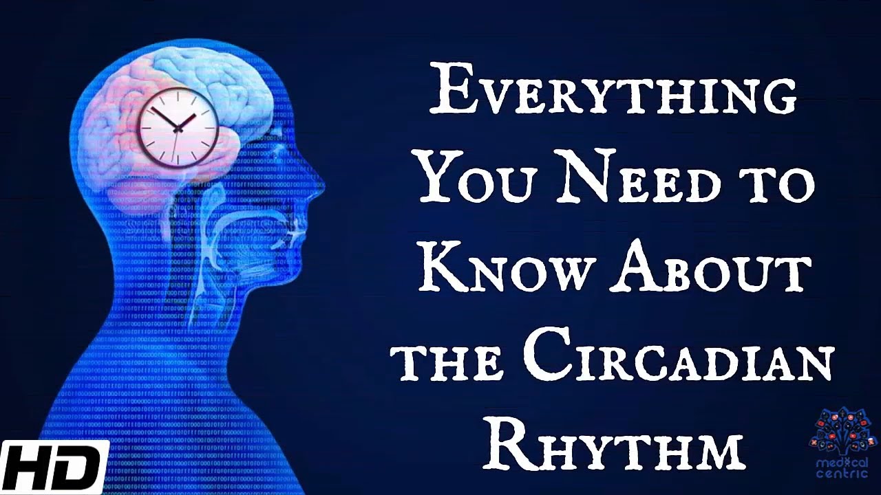 What is circadian rhythm PDF? More REF