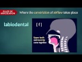 Introduction To Articulatory Phonetics Consonants
