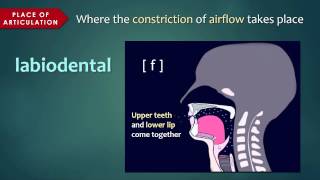 Introduction to Articulatory Phonetics (Consonants