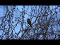 Пение зарянки (малиновки). Голоса птиц. Robin song 