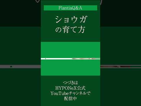 薬用植物としてのショウガ:応用と効果 植物