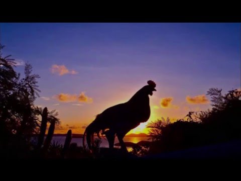 Listen to: Read the Bible in a Year, Day 291 (Mark 14)