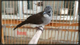 Download lagu Kicau Yahud Burung Jenggot Abu-Abu / Brinji Kelabu Gacor mp3 Download lagu Kicau Yahud Burung Jenggot Abu-Abu / Brinji Kelabu Gacor mp3