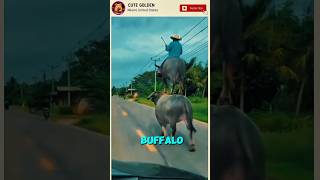 Download lagu #ghaffarbhai mp3