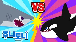 [Eng sub] 백상아리 vs 범고래 누가 이길까? | 샤크송 | 바다동물동요 | 어린이 자연관찰 | 주니토니 by 키즈캐슬