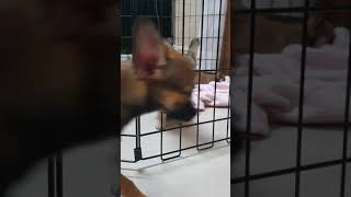 Chihuahua Puppies Videos
