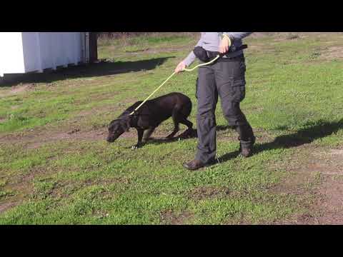 Vídeo de ANNIE