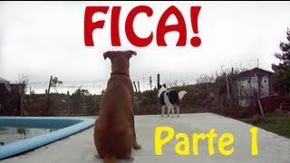 Como ensinar o seu cachorro a ficar - Parte 1 - Adestramento Positivo - Dog Training