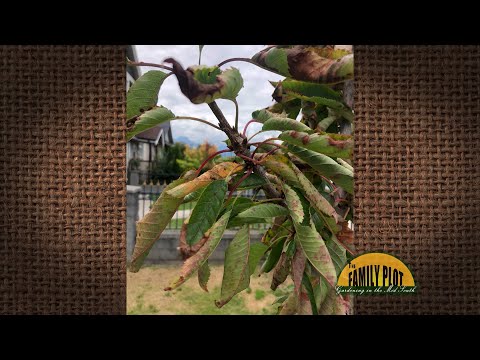 Q&A - I planted a sweet cherry fruit tree and the leaves are curling. What is going on?