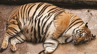 Тигрица не могла родить, но то что произошло через мгновенье не укладывается в голове