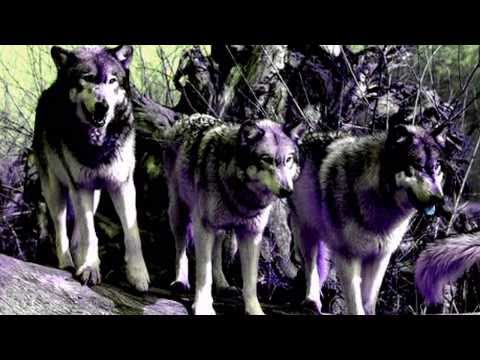 BiG WoLF Ft BiG NiGhT & BonSaTon - DOMI