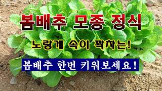 [텃밭농부 2,181]  봄배추 모종 정식. 속이 노랗게 꽉차는 봄배추 한번 키워 보세요! #배추재배