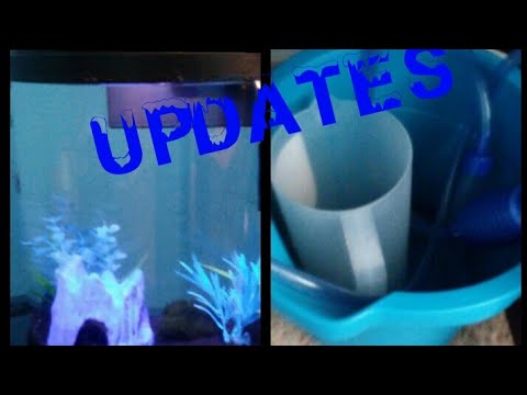 How I do my WATER CHANGES in my 3.5 gallon BETTA TANK