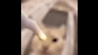 Cover art for Do not the cat