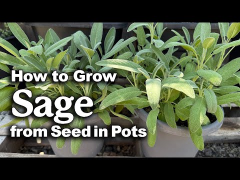 How to Grow Sage from Seed in Pots🌿 | Easy planting guide