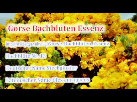 Gorse Bachblueten Essenz