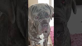 Download lagu Mastino Napoletano mp3