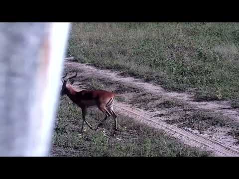 Djuma: Impala ram - 08:21 - 04/24/2022