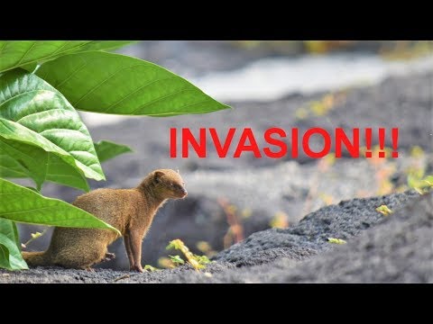 The Threat of Invasive Species