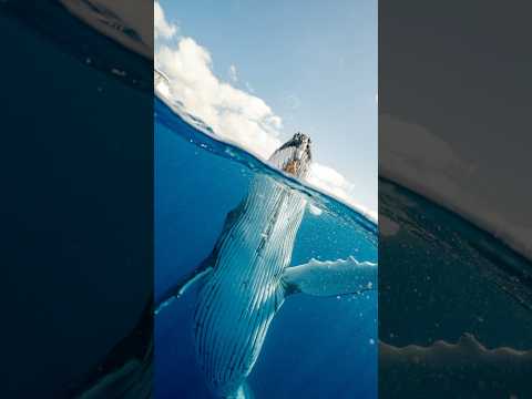 How big is a blue whale’s heart?😨@HereandThere9 #shorts #youtubeshorts #viralshorts #facts #whale